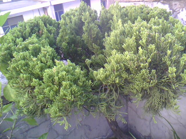 IMG0240A.jpg