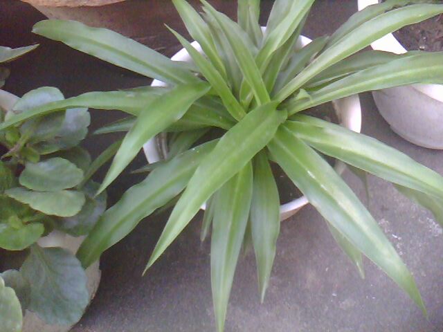 IMG0244A.jpg