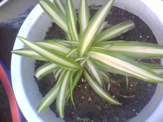 IMG0243A.jpg
