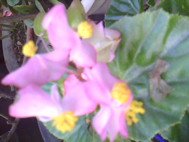 IMG0241A.jpg