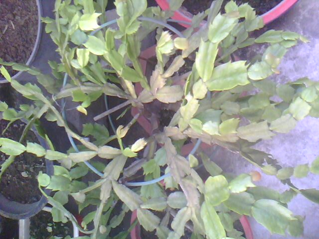 IMG0242A.jpg