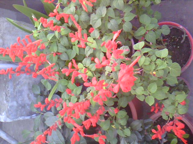 IMG0238A.jpg