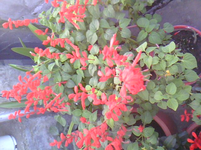 IMG0236A.jpg