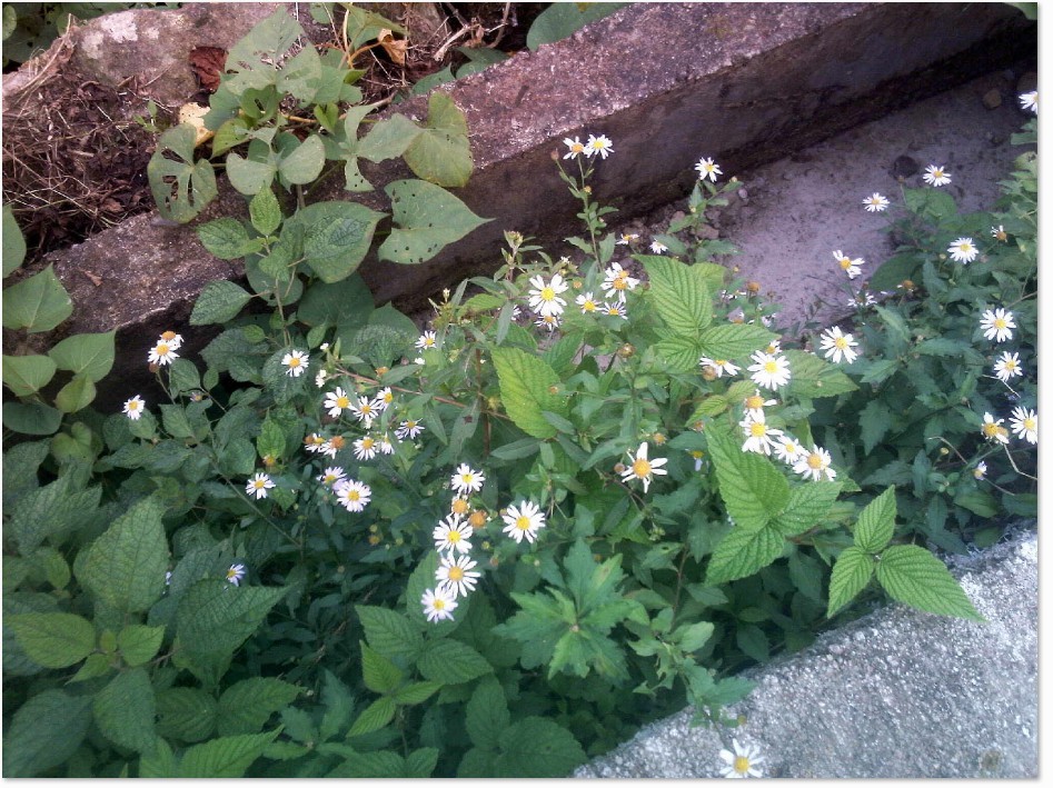 真正的菊花茶是这样的.jpg