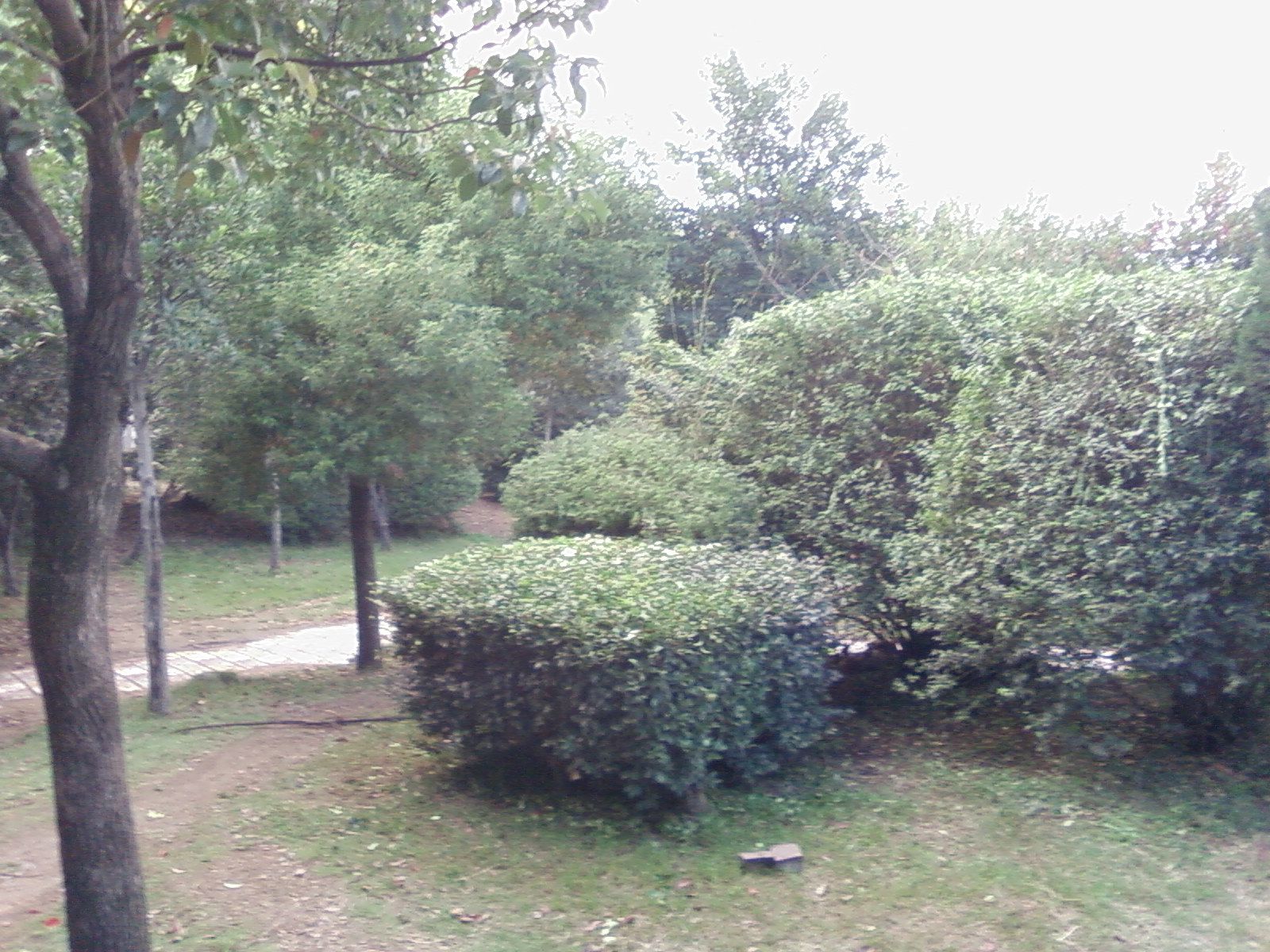 SP_A0985.jpg