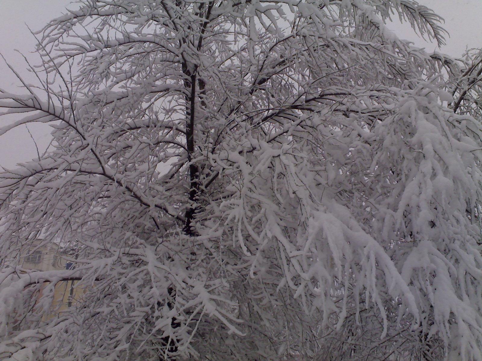20090320雪0.jpg