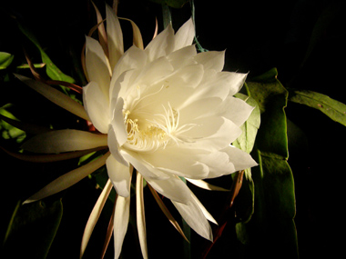 昙花.jpg