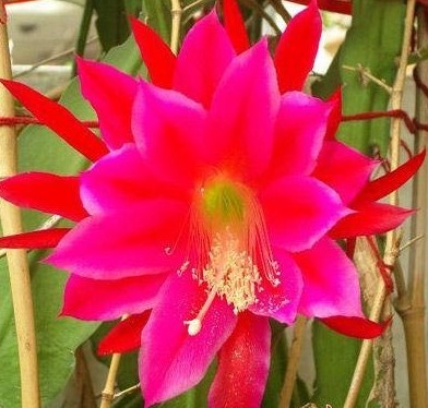 红昙花.jpg