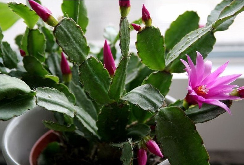 紫昙花.jpg