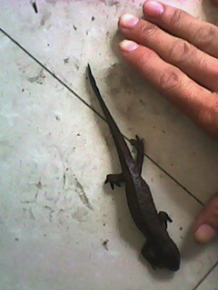 IMG0017A.jpg