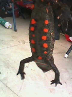 IMG0016A.jpg