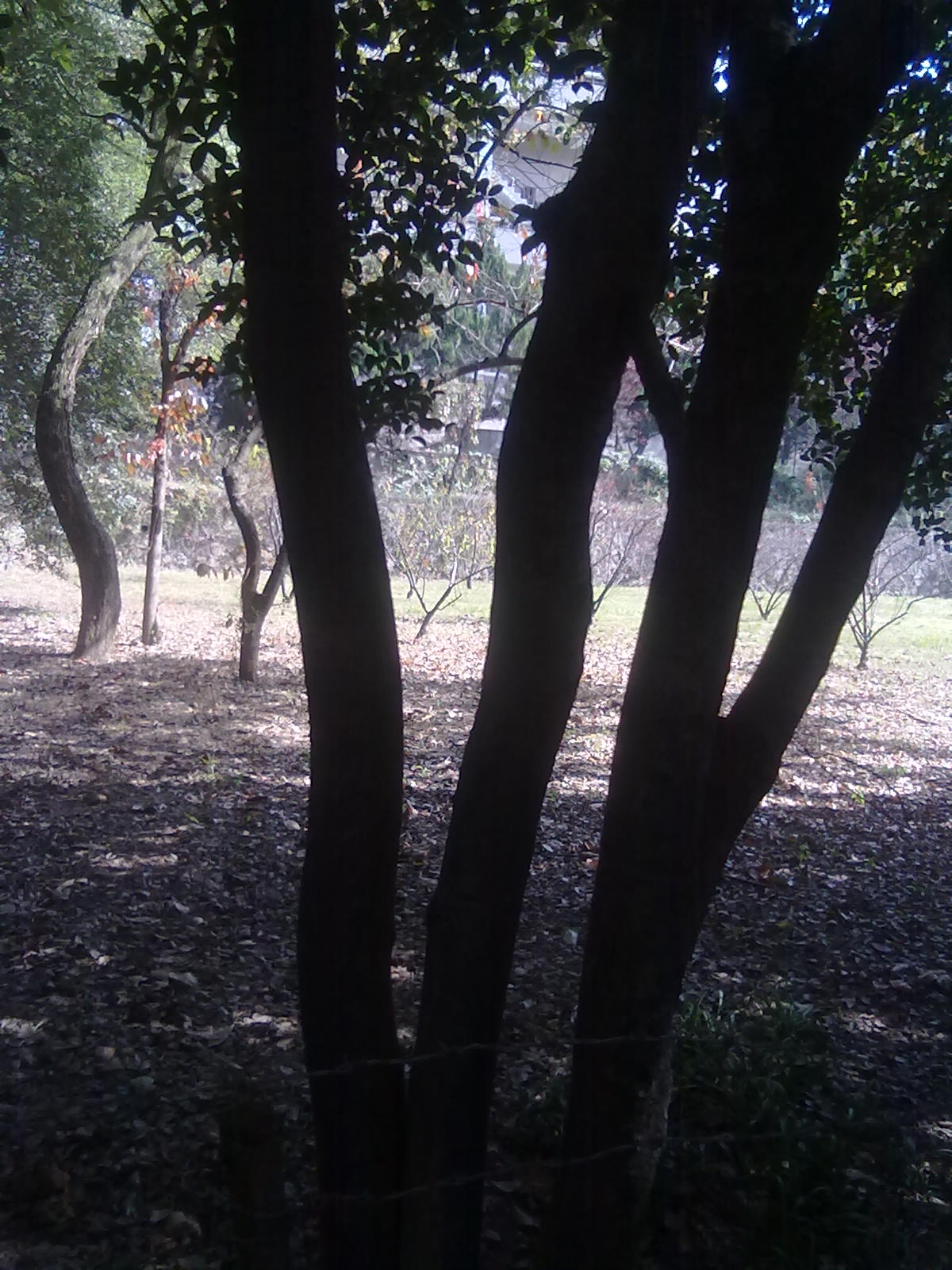 20101112249.jpg