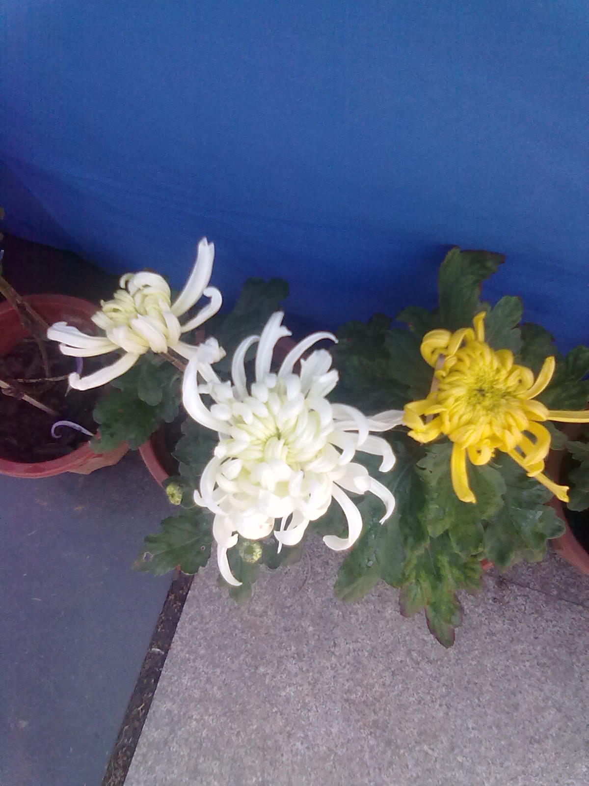 20101112196.jpg