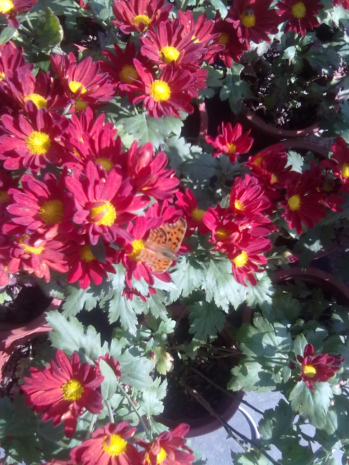 20101112213.jpg