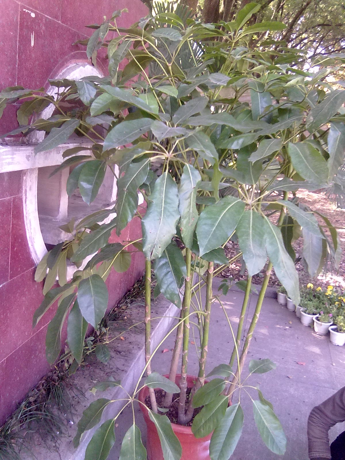 20101112237.jpg