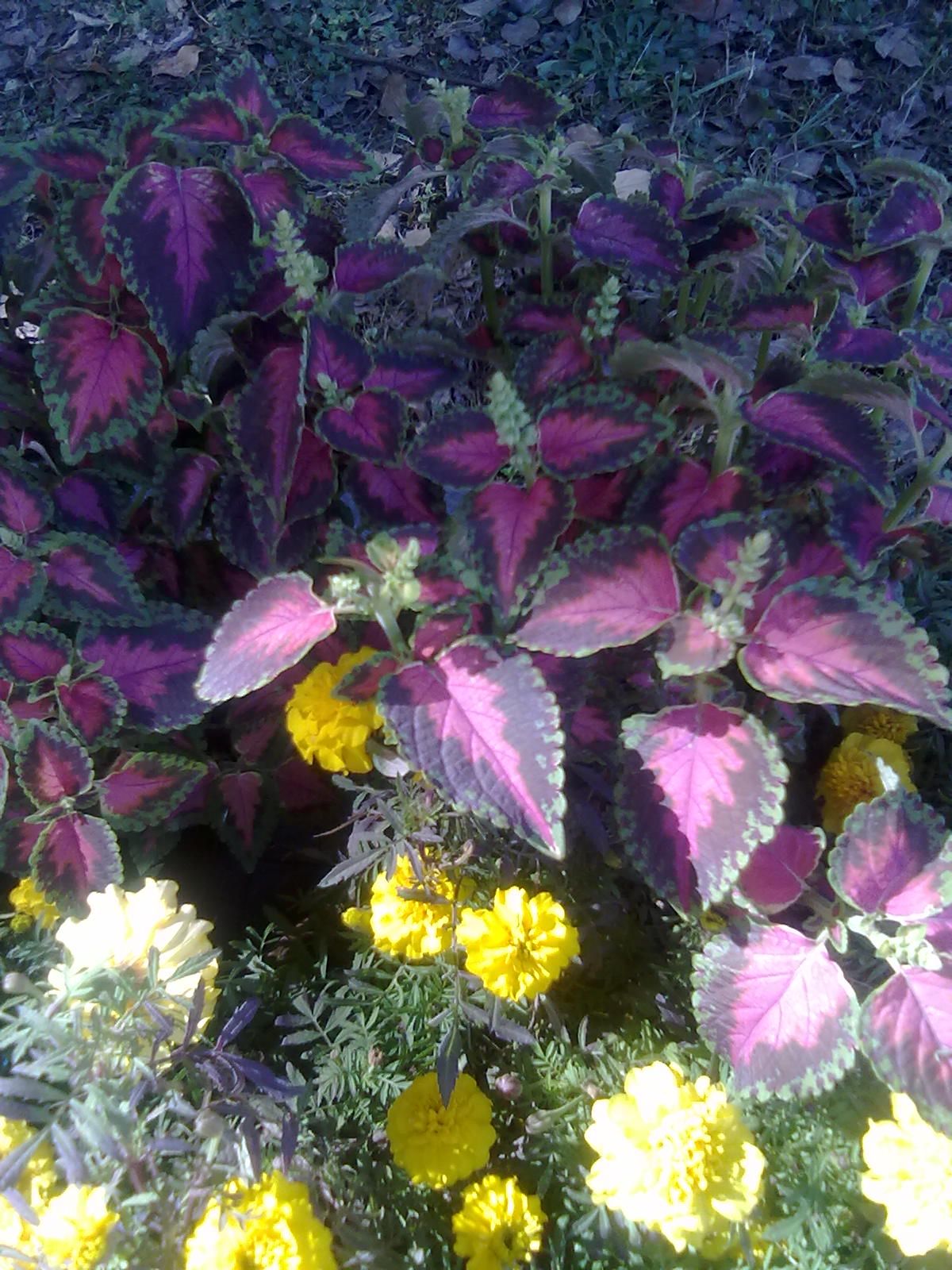 20101112233.jpg