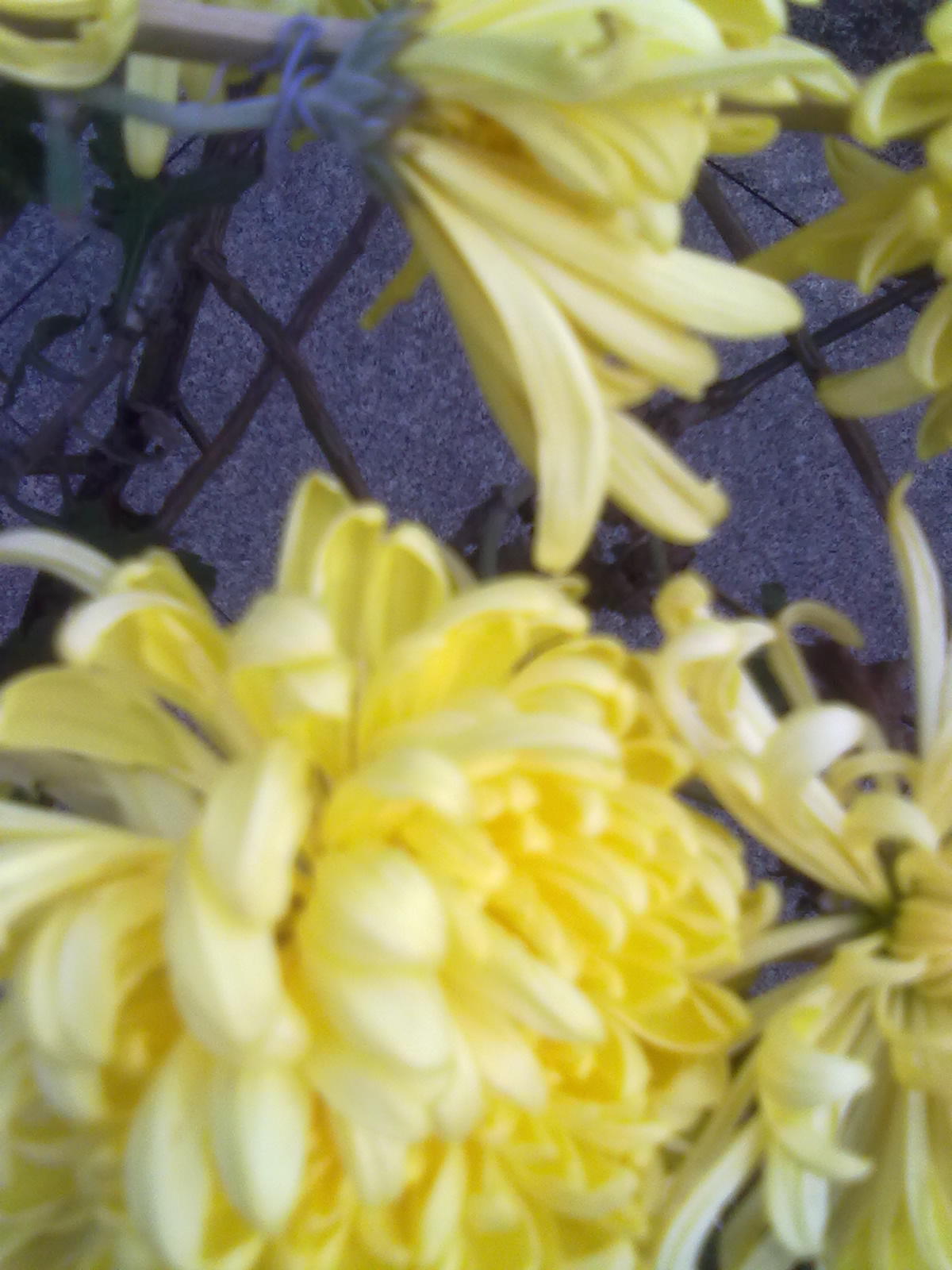 20101112230.jpg
