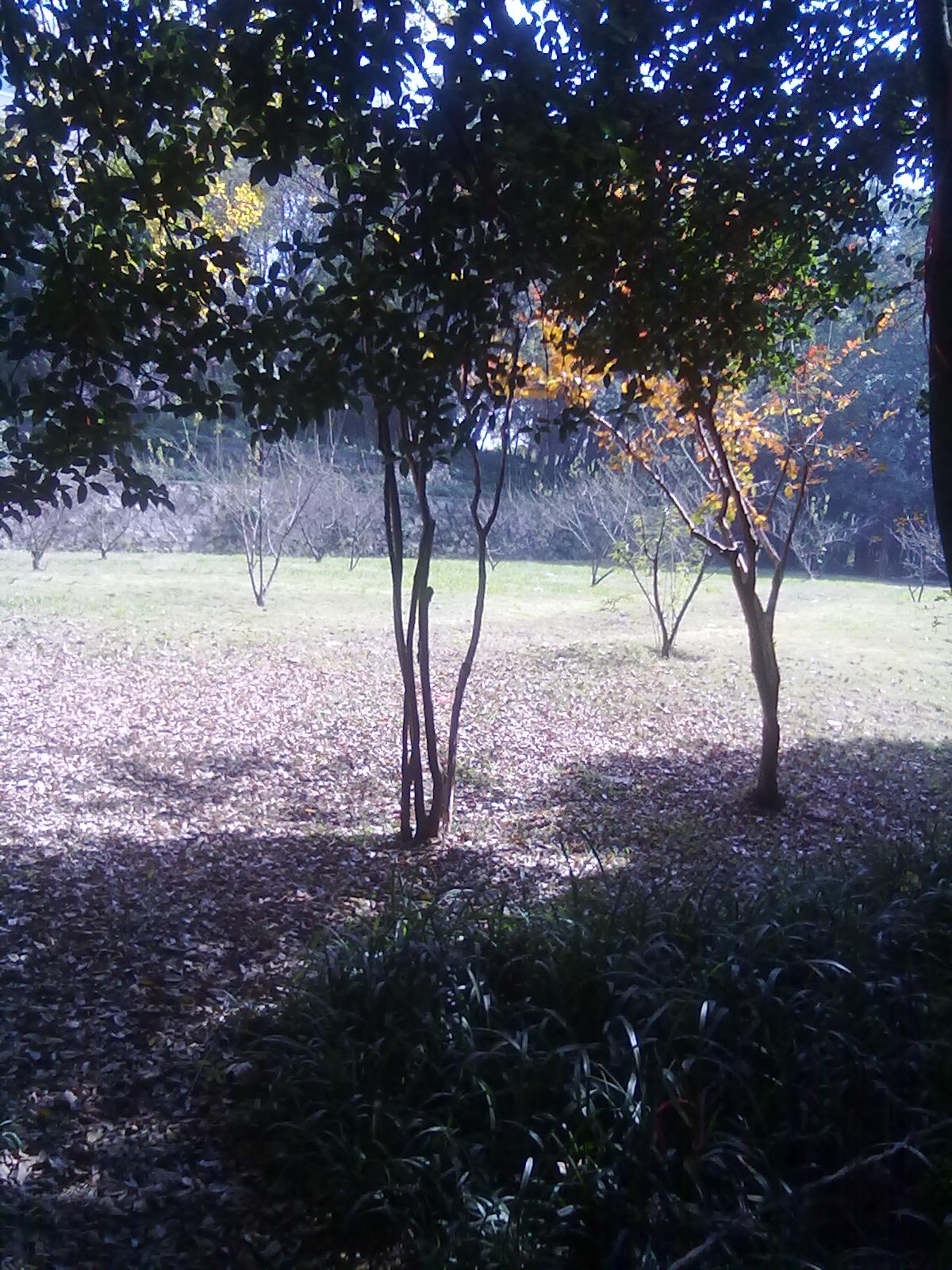 20101112250.jpg