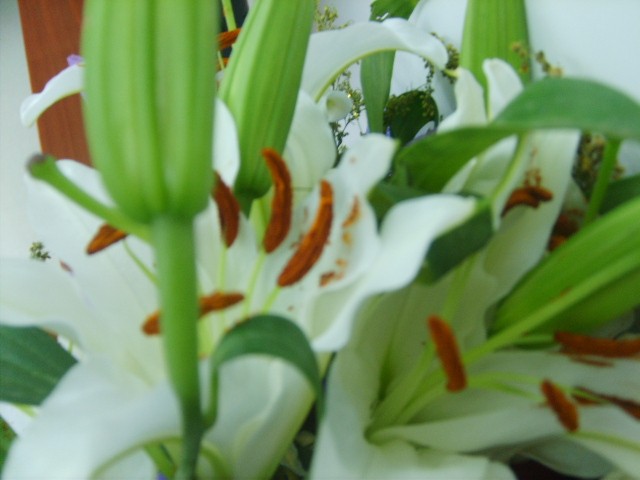 百合花.jpg