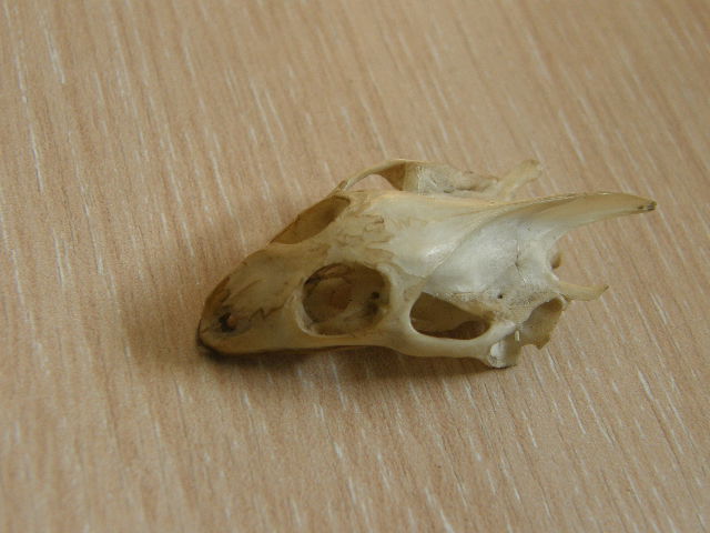 P1010511.JPG