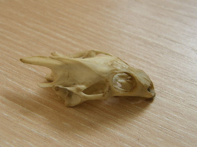 P1010512.JPG
