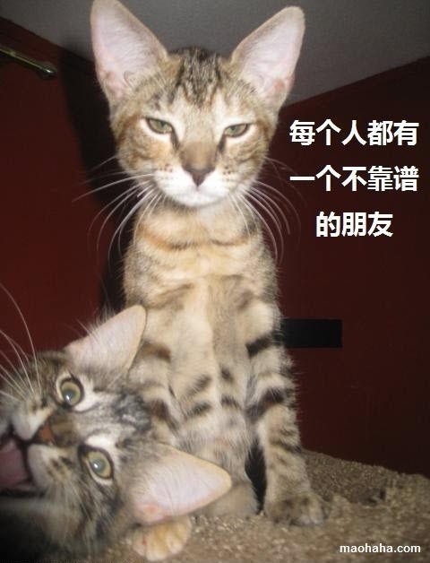 p_large_Comr_1d2b00004a8b5c42.jpg
