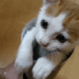 1291077083606.gif