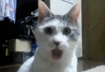 1291276094586.gif