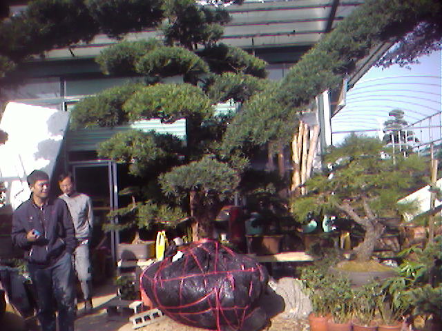 花木市场