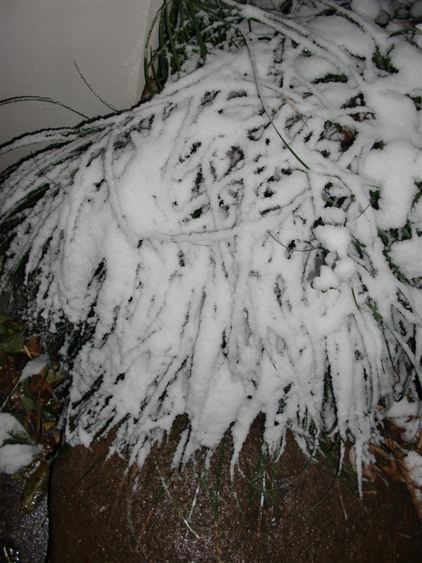 雪4.jpg