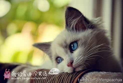 猫咪.jpg