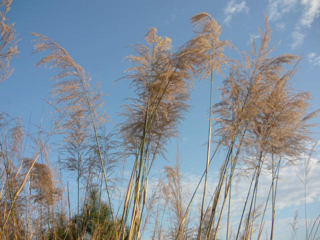 P1050148.JPG