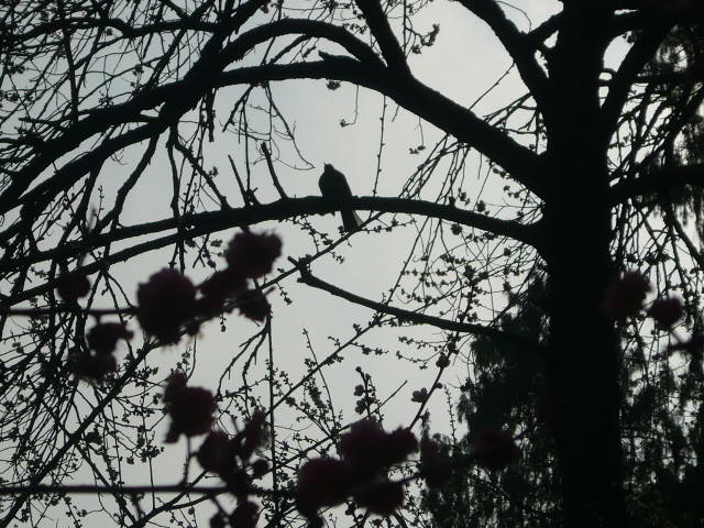 P1050537.JPG
