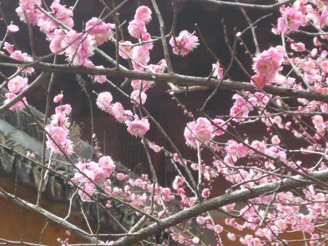 P1050538.JPG