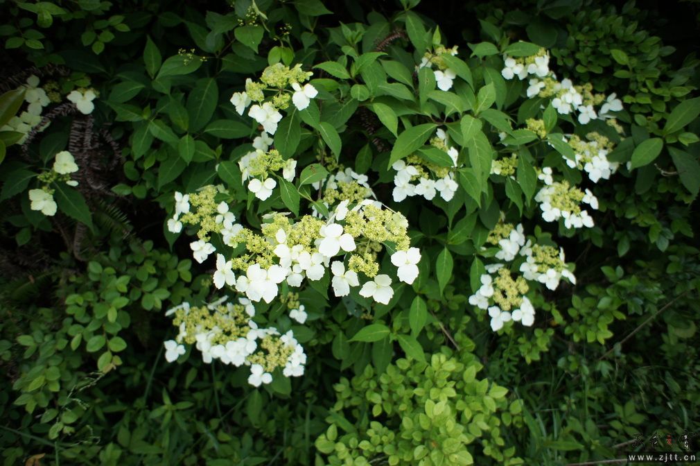 DSC00534_调整大小.JPG
