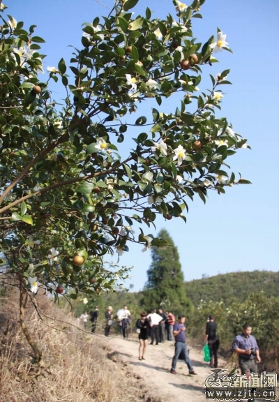 油茶花.jpg