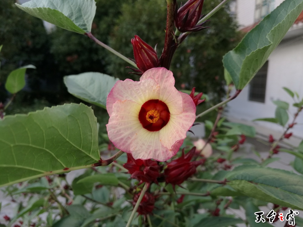 IMG_20160904_064147_调整大小.jpg