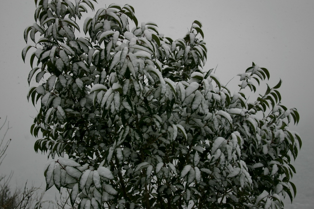 冒着生命危险拍的雪中即景
