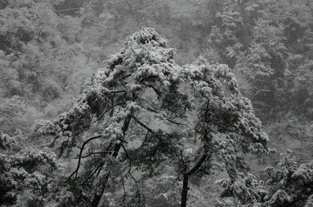 冒着生命危险拍的雪中即景