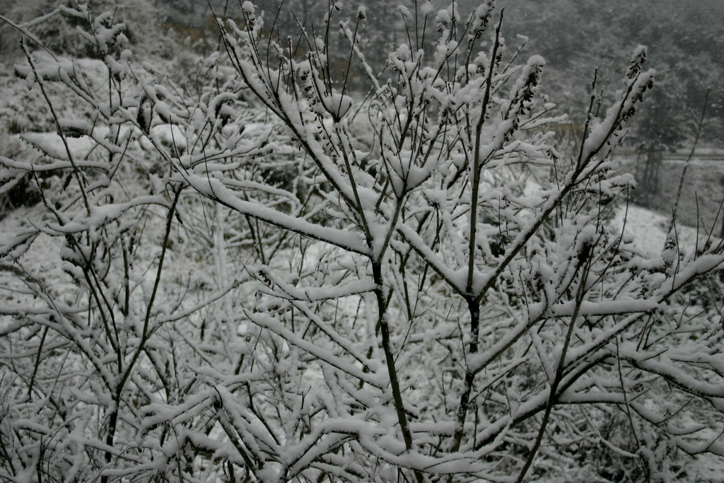 冒着生命危险拍的雪中即景