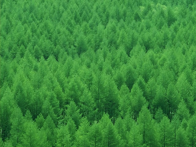 星期天（3月7日）去东横山义务植树，请报名