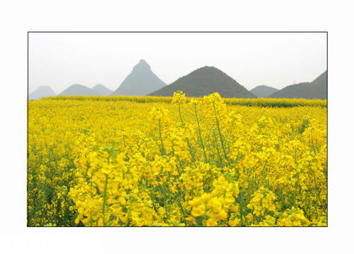 ZT云南罗平：灿灿油菜花开在春天里(图集)