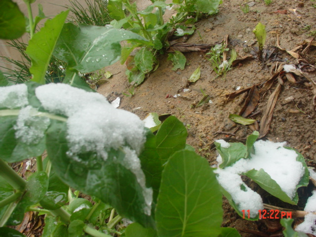 雪..