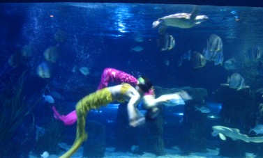 浪漫的海底婚礼！！！