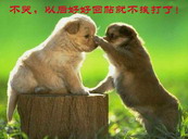 征婚