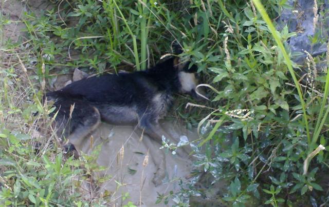垂死的狗