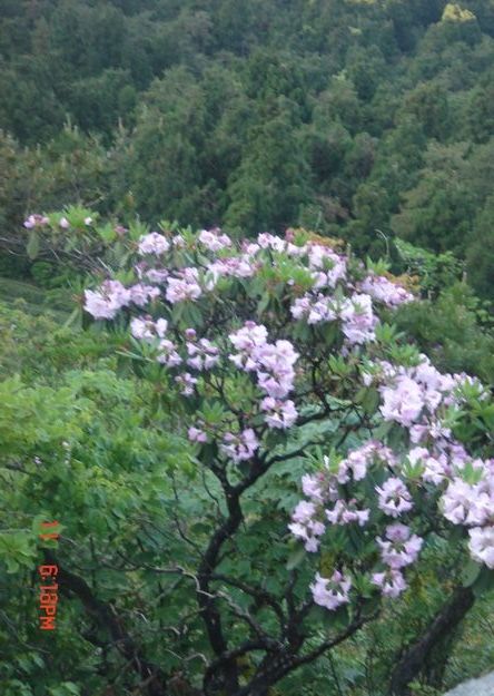 5月11日.华顶看杜鹃活动照片.