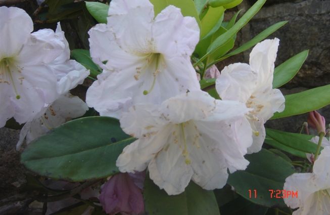 5月11日.华顶看杜鹃活动照片.