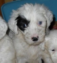 转让2个月大古代牧羊犬一只