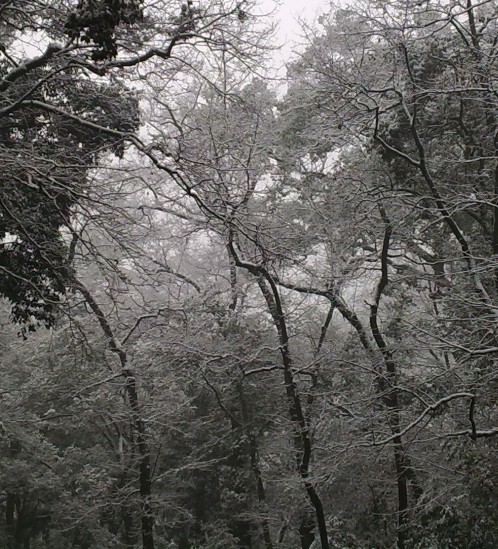 国清踏雪
